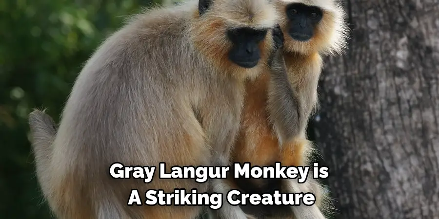 Gray Langur Monkey is 
A Striking Creature