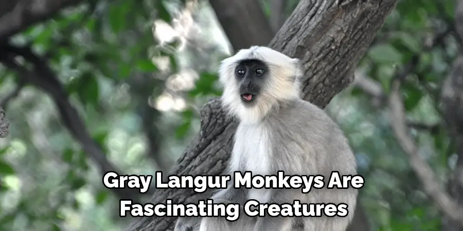 Gray Langur Monkeys Are 
Fascinating Creatures