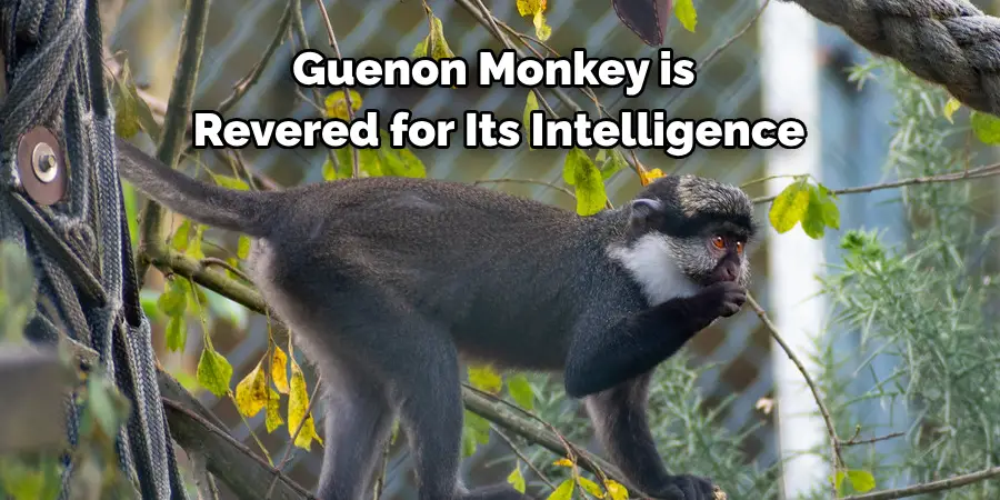 Guenon Monkey is 
Revered for Its Intelligence