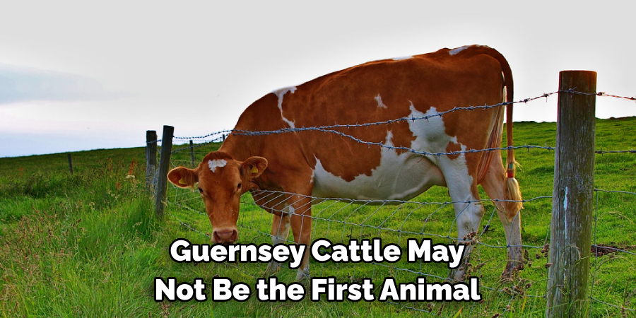 Guernsey Cattle May
Not Be the First Animal