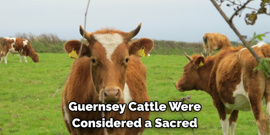 Guernsey Cattle Were 
Considered a Sacred