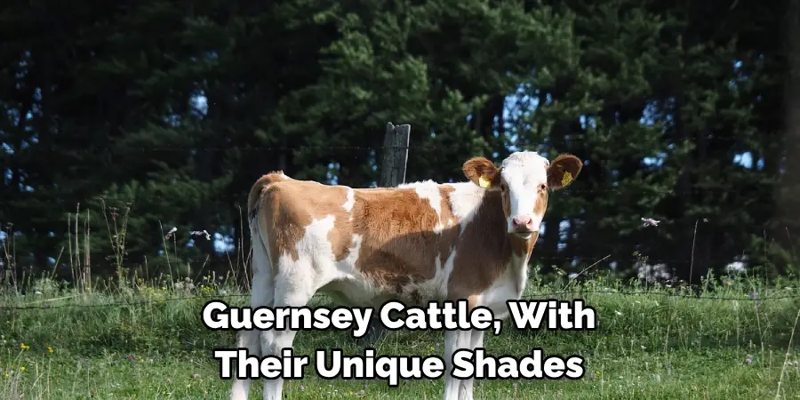 Guernsey Cattle, With 
Their Unique Shades