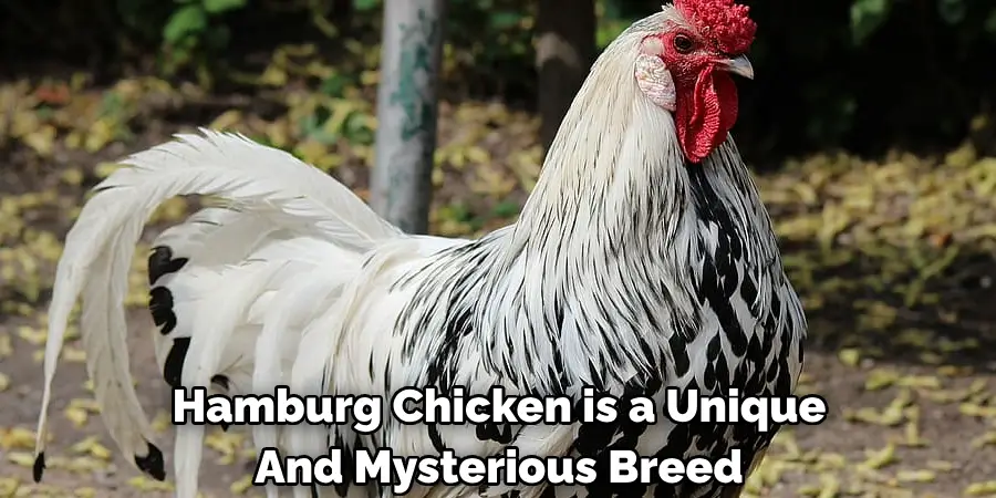 Hamburg Chicken is a Unique
And Mysterious Breed