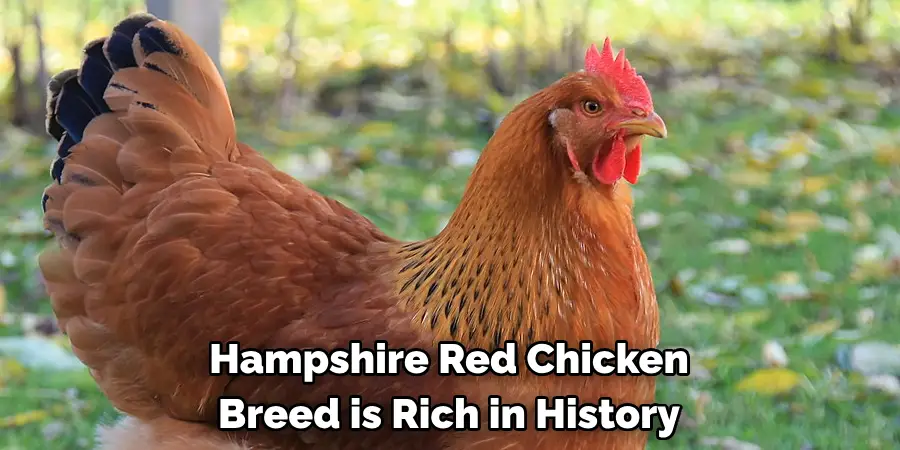 Hampshire Red Chicken 
Breed is Rich in History