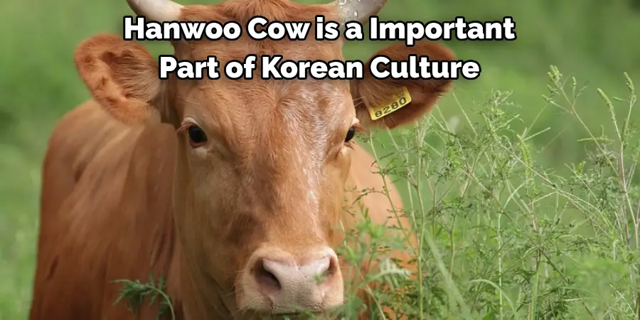Hanwoo Cow is a Important 
Part of Korean Culture