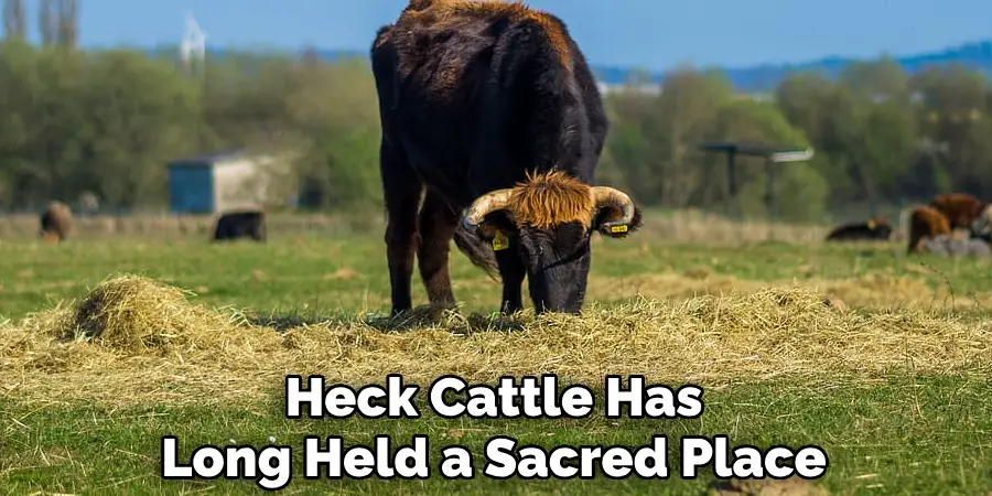 Heck Cattle Has Long Held a Sacred Place
