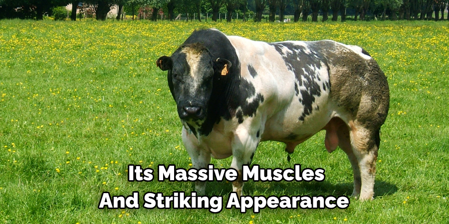  Its Massive Muscles 
And Striking Appearance