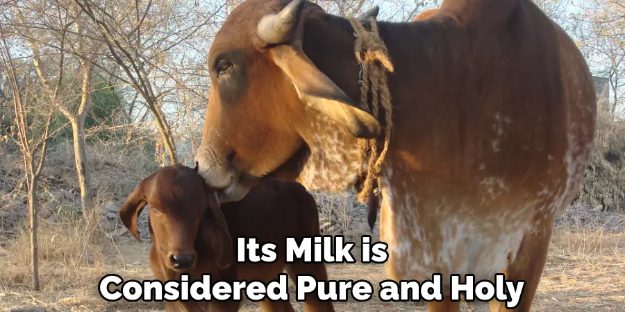 Its Milk is Considered Pure and Holy