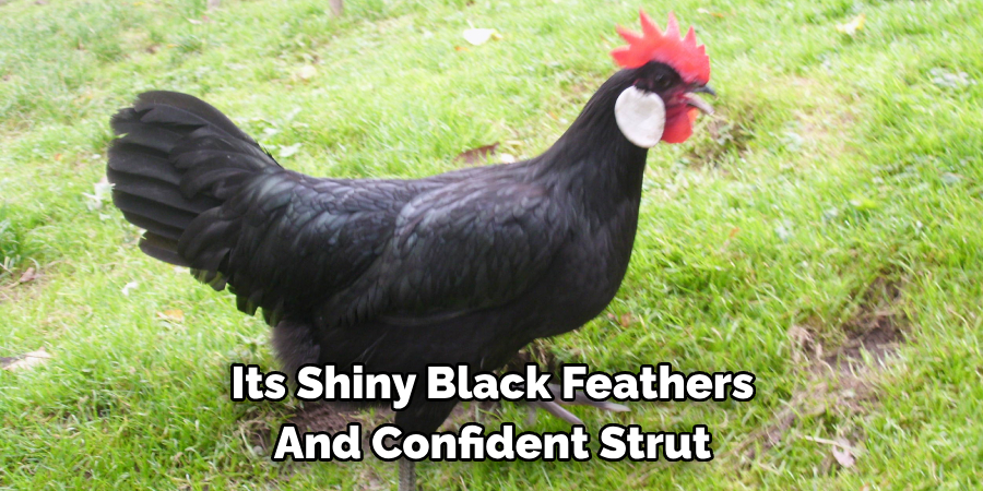 Its Shiny Black Feathers 
And Confident Strut 
