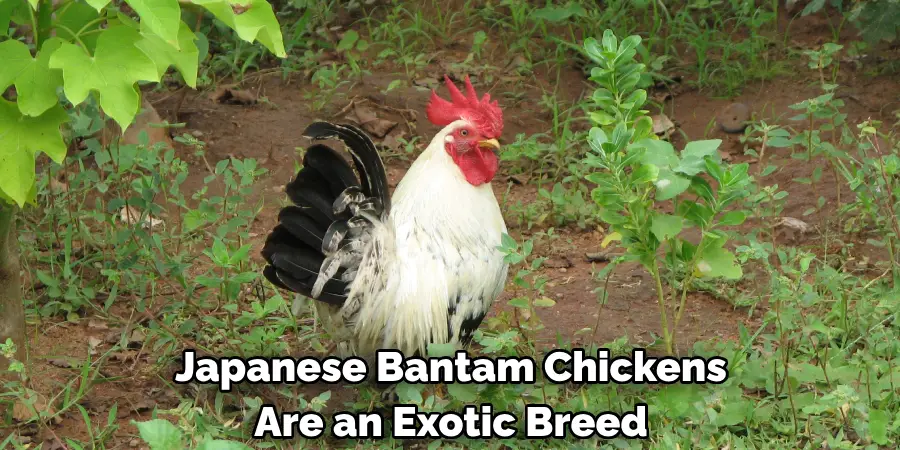 Japanese Bantam Chickens 
Are an Exotic Breed