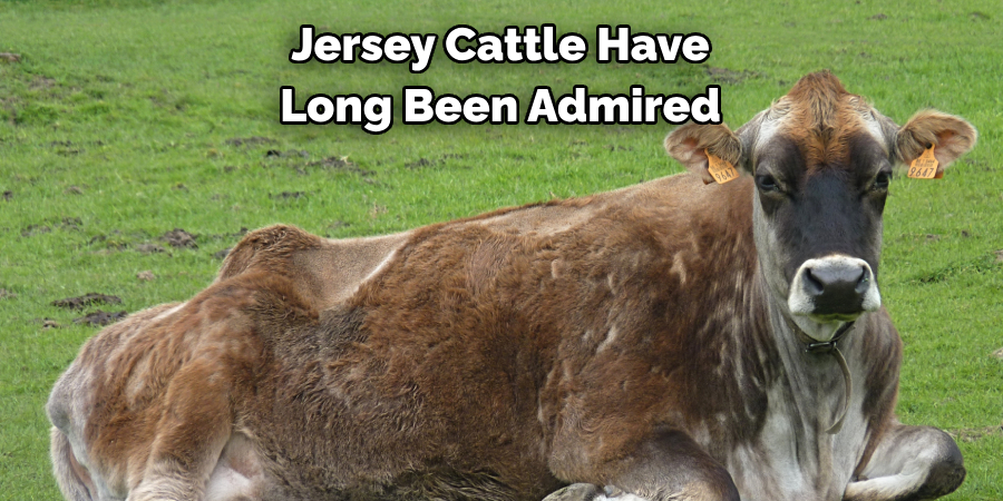 Jersey Cattle Have 
Long Been Admired 