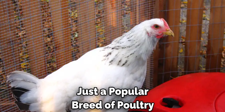 Just a Popular
Breed of Poultry