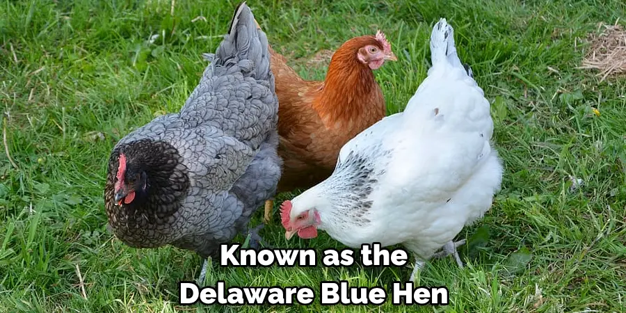 Known as the 
Delaware Blue Hen