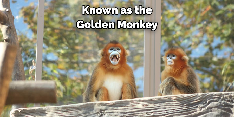 Known as the Golden Monkey