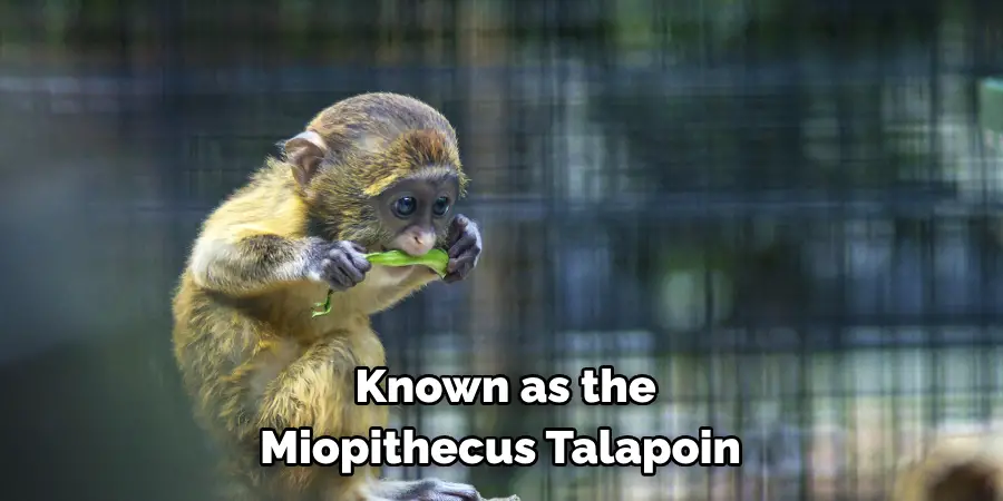 Known as the Miopithecus Talapoin