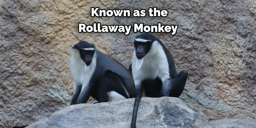  Known as the Rollaway Monkey