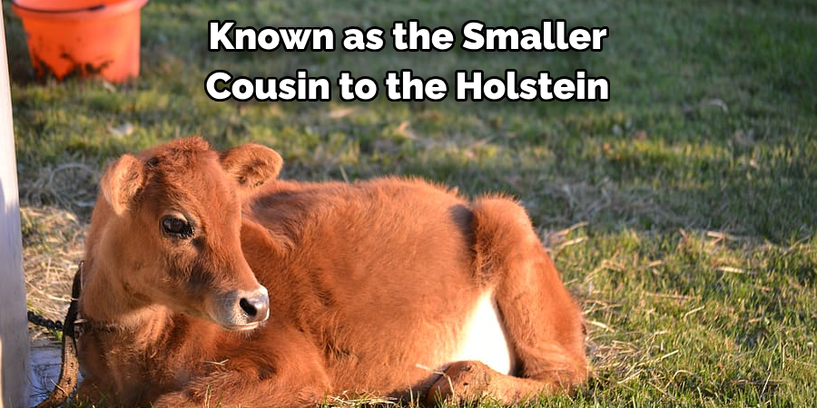 Known as the Smaller 
Cousin to the Holstein