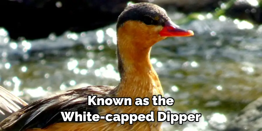 Known as the 
White-capped Dipper