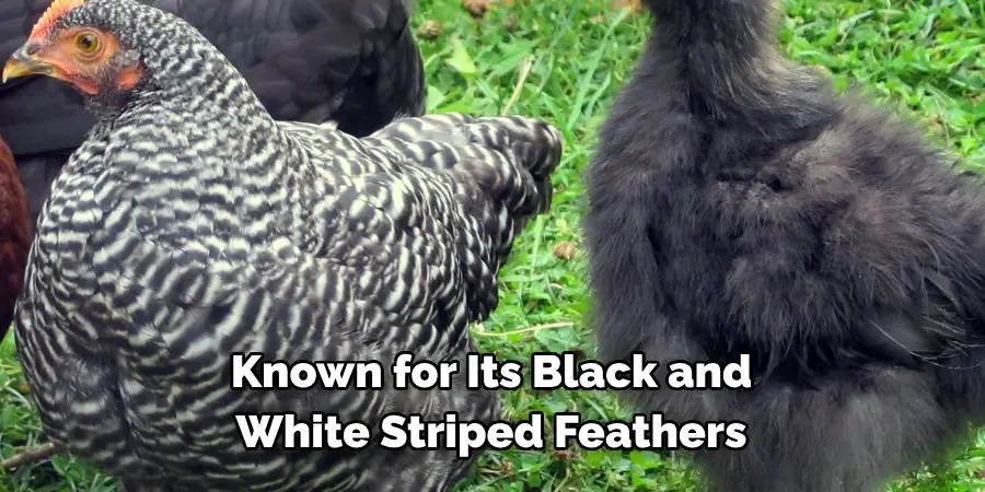 Known for Its Black and 
White Striped Feathers