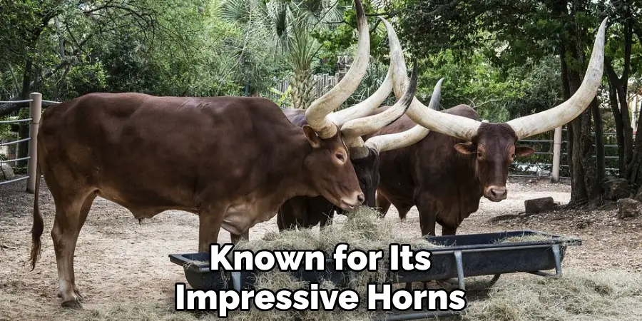 Known for Its Impressive Horns