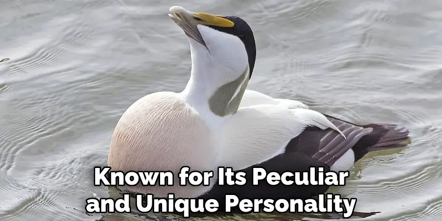 Known for Its Peculiar and Unique Personality