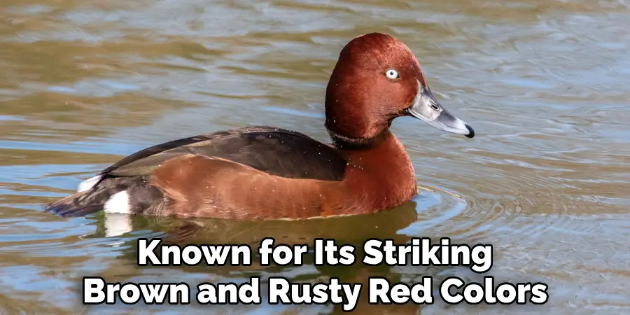Known for Its Striking Brown and Rusty Red Colors