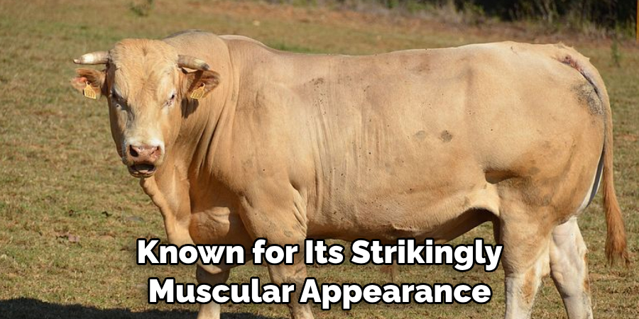 Known for Its Strikingly
Muscular Appearance