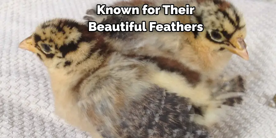 Known for Their 
Beautiful Feathers