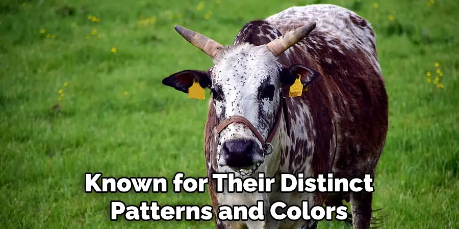 Known for Their Distinct Patterns and Colors