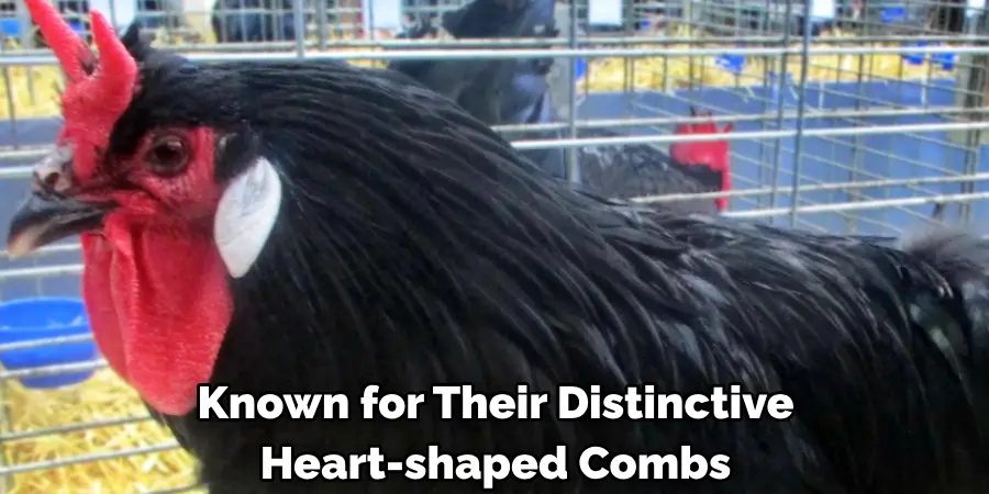Known for Their Distinctive
Heart-shaped Combs