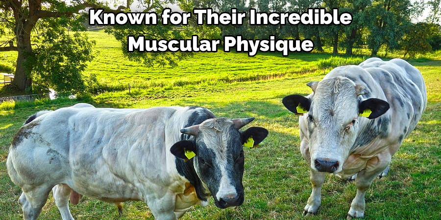 Known for Their Incredible 
Muscular Physique