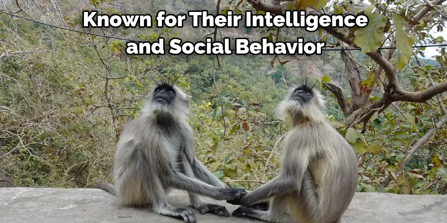  Known for Their Intelligence
 and Social Behavior