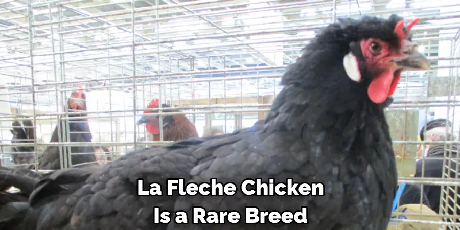 La Fleche Chicken
Is a Rare Breed