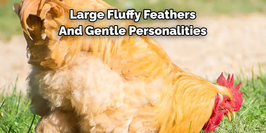 large fluffy feathers and gentle personalities