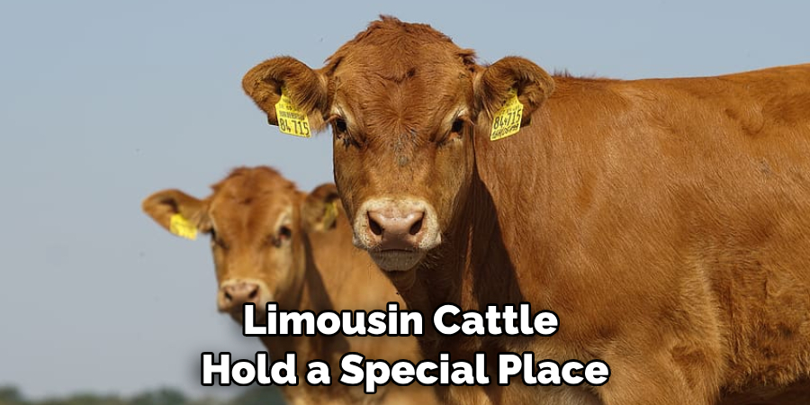 Limousin Cattle 
Hold a Special Place