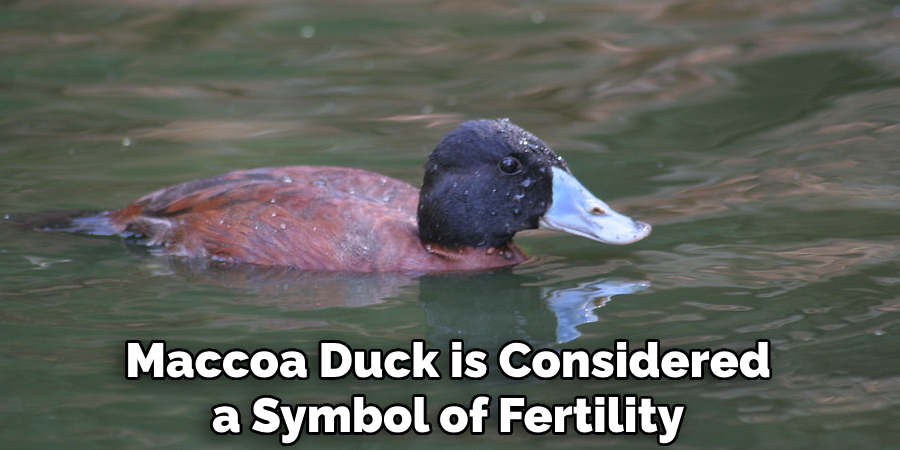Maccoa Duck is Considered a Symbol of Fertility