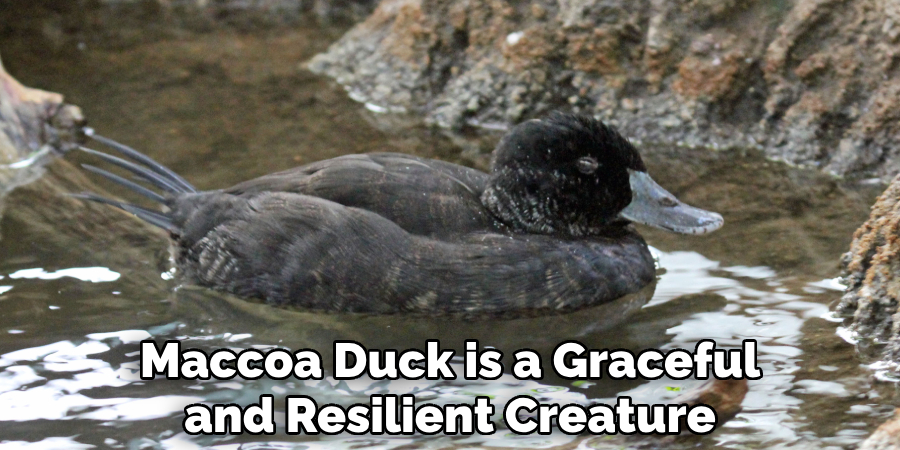 Maccoa Duck is a Graceful and Resilient Creature