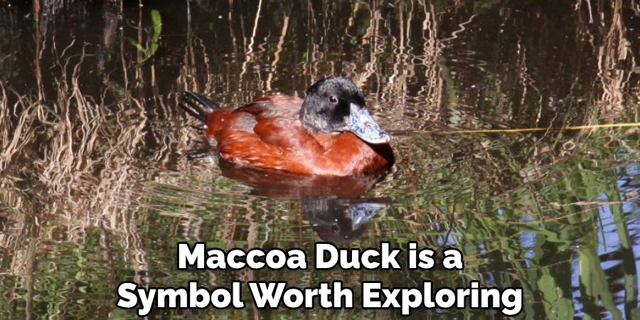 Maccoa Duck is a Symbol Worth Exploring