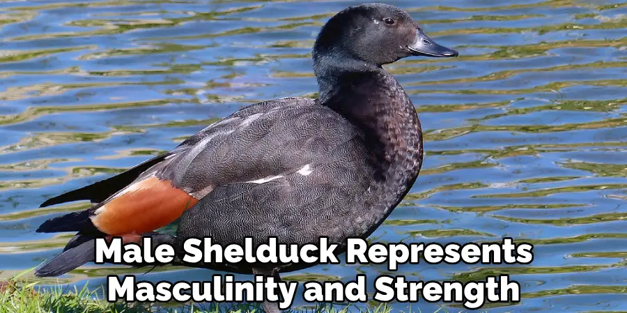 Male Shelduck Represents Masculinity and Strength