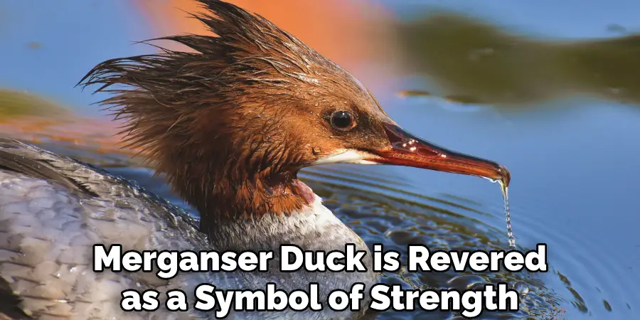 Merganser Duck is Revered as a Symbol of Strength