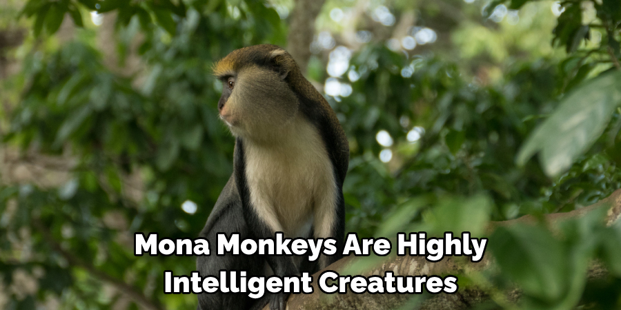 Mona Monkeys Are Highly 
Intelligent Creatures