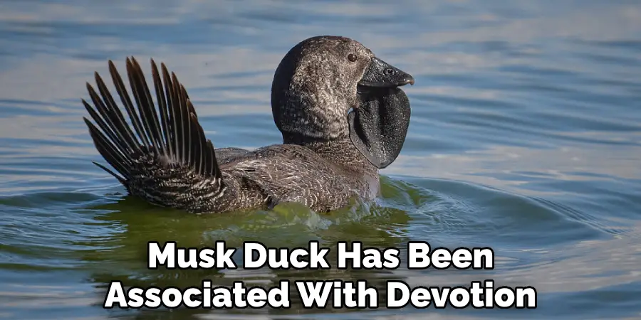 Musk Duck Has Been Associated With Devotion