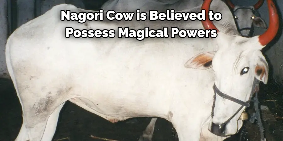 Nagori Cow is Believed to 
Possess Magical Powers