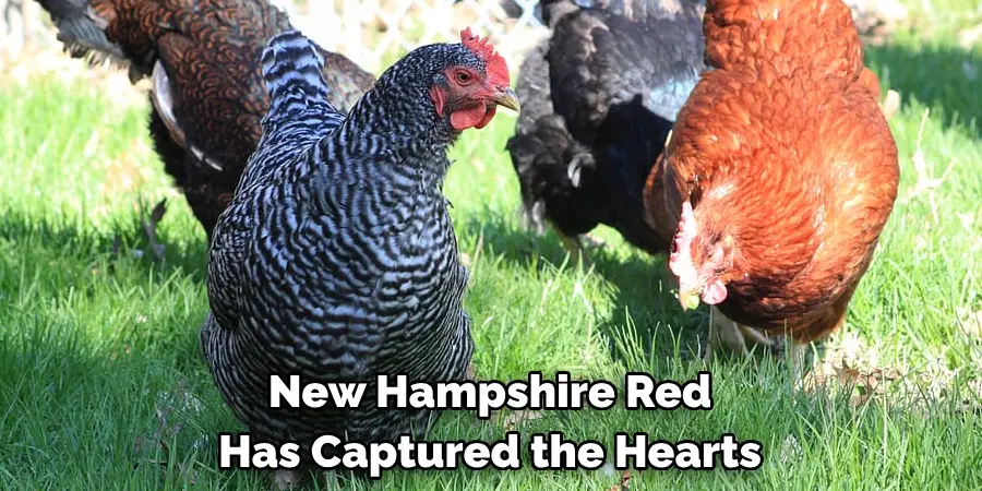 New Hampshire Red 
Has Captured the Hearts