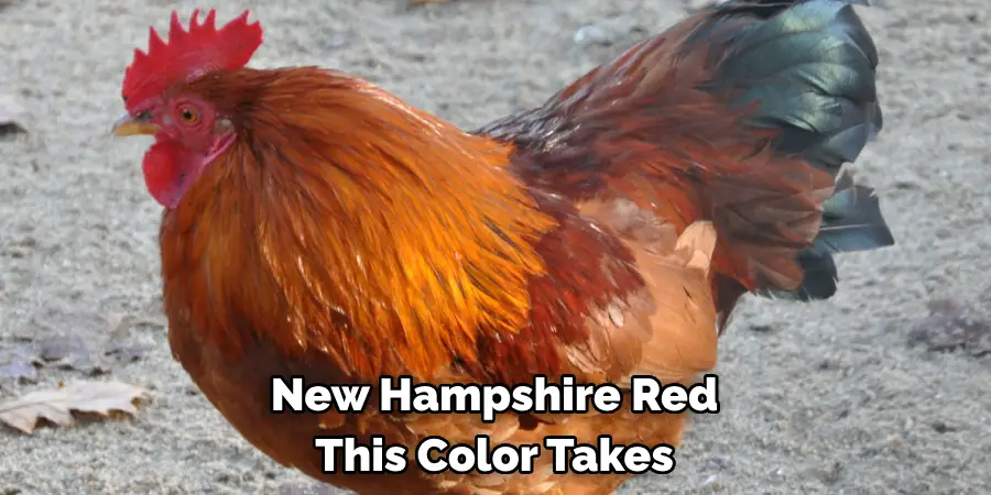 New Hampshire Red
This Color Takes