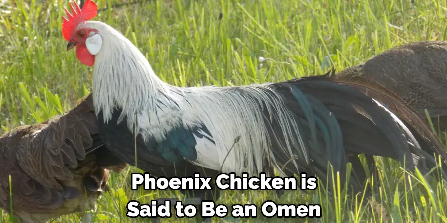  Phoenix Chicken is 
Said to Be an Omen