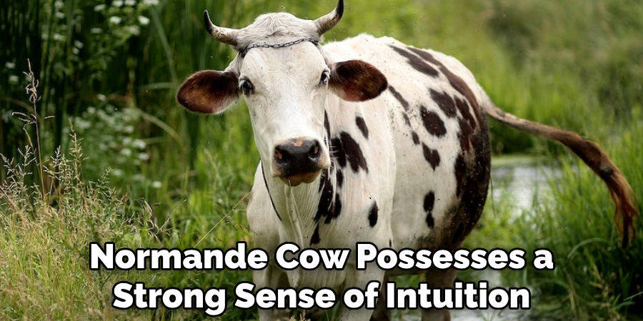 Normande Cow Possesses a Strong Sense of Intuition