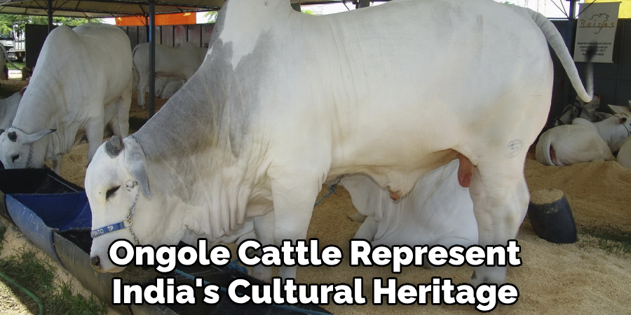 Ongole Cattle Represent India's Cultural Heritage