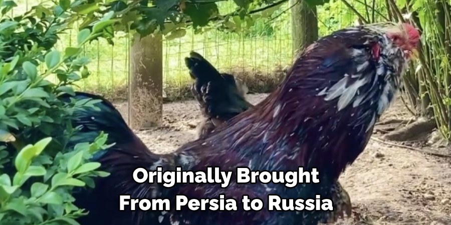 Originally Brought
From Persia to Russia