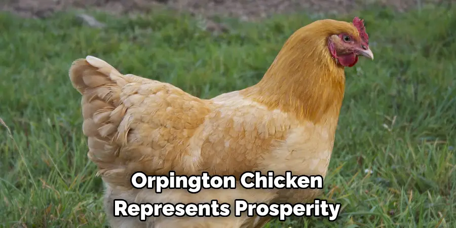  Orpington Chicken 
Represents Prosperity